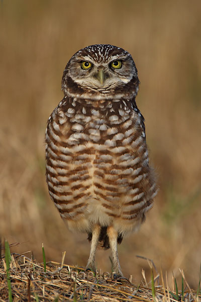 Burrowing Owl © Russ Chantler